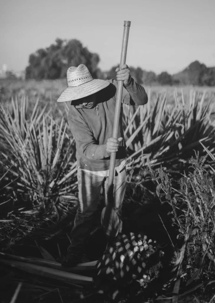 Celosa Plantation that yields best tequila bottles
