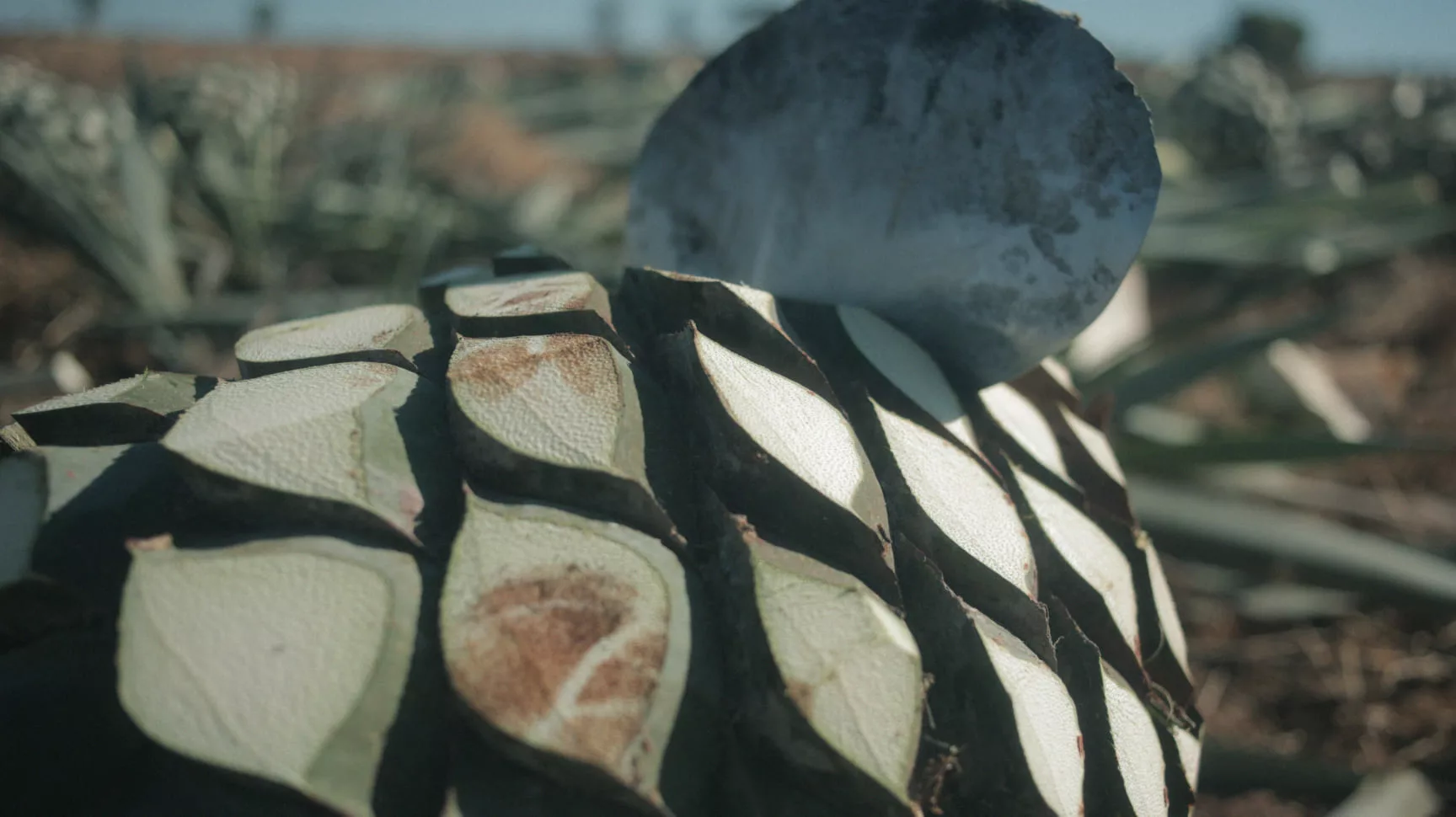 Agave plantations producing tequila for nice bottle of Celosa