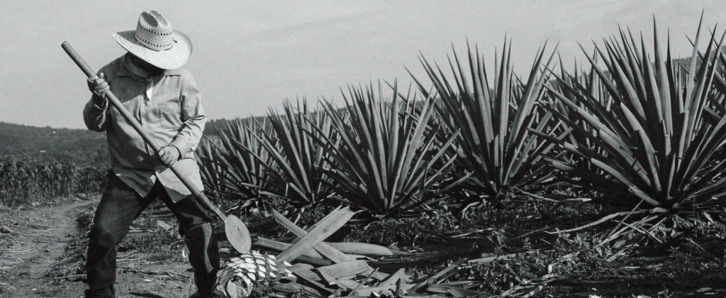 High price tequila starts from this plantation of Celosa