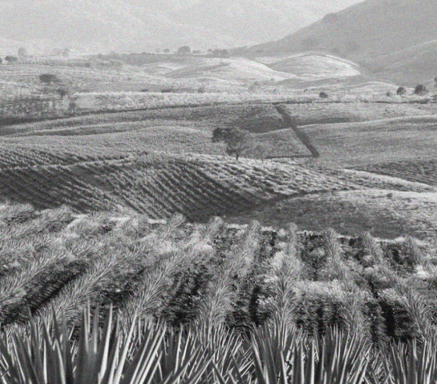 Organic agave plants used in producing top organic tequila