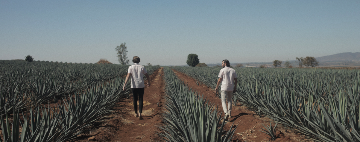 Where best tequila bottles like Celosa originate, in the agave field