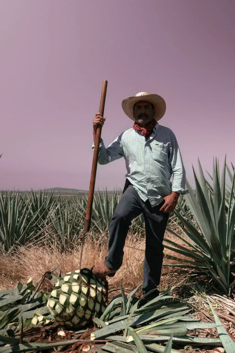 The making of Joven Tequila with Celosa Tequila