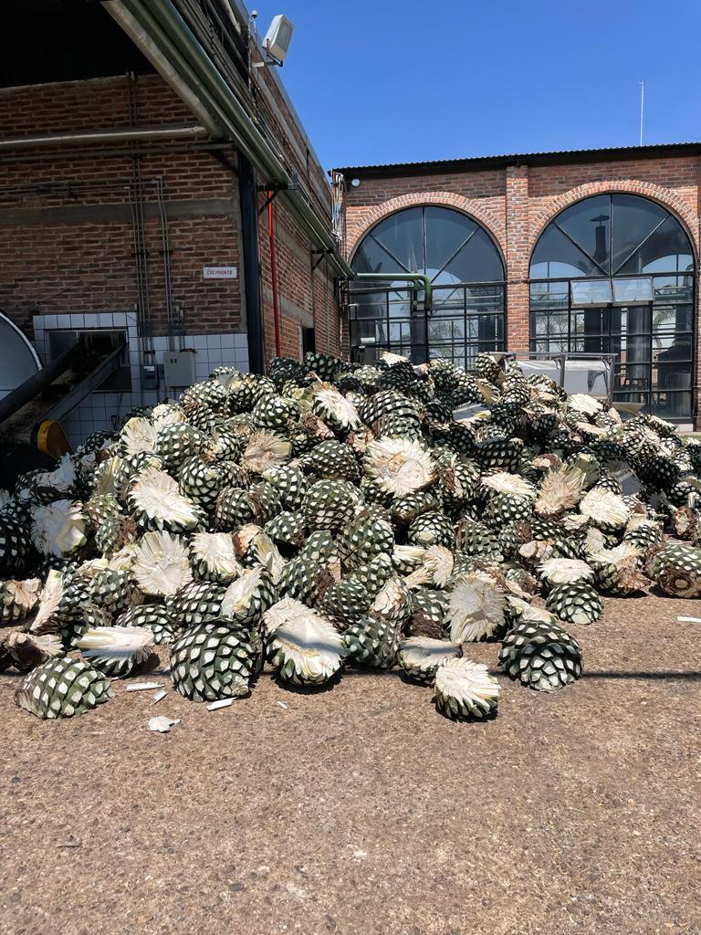 A heap of harvested agave hearts, known as piñas, is piled outside a brick building with large arched windows. This raw material is typically used for making organic tequila.