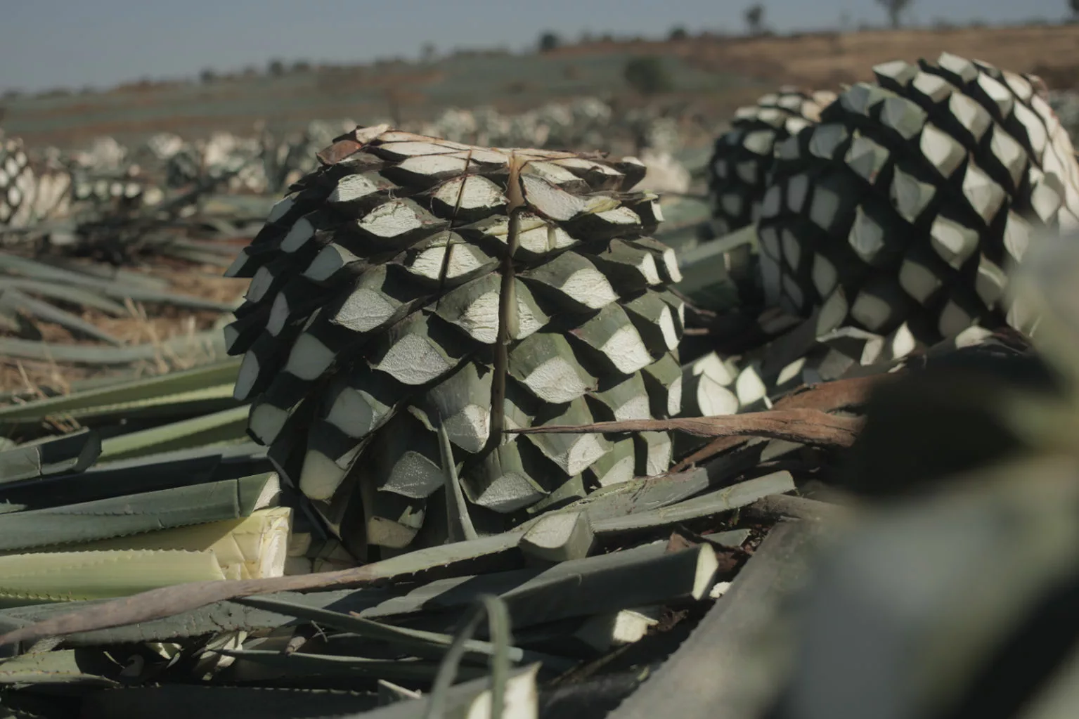 Harvested agave hearts, the key ingredient in agave tequila.