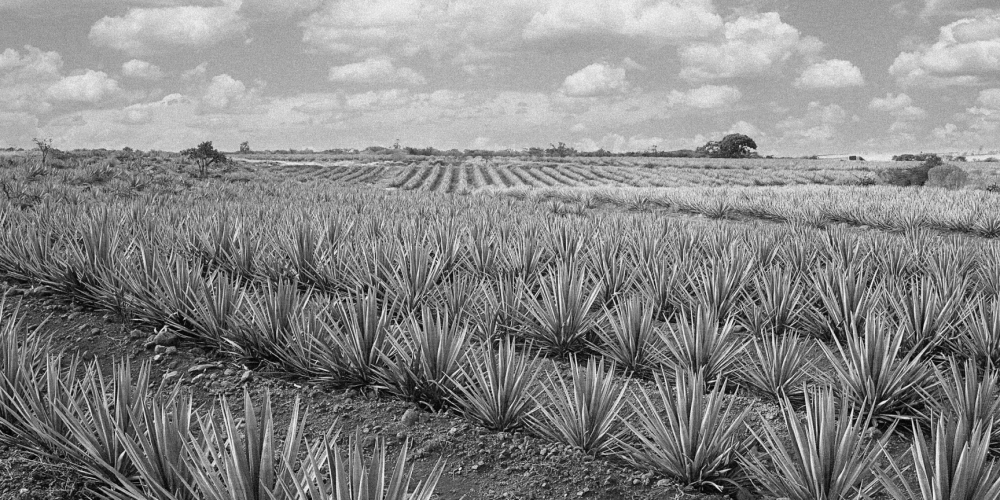 Plantation that produces most expensive tequila in the world - Celosa